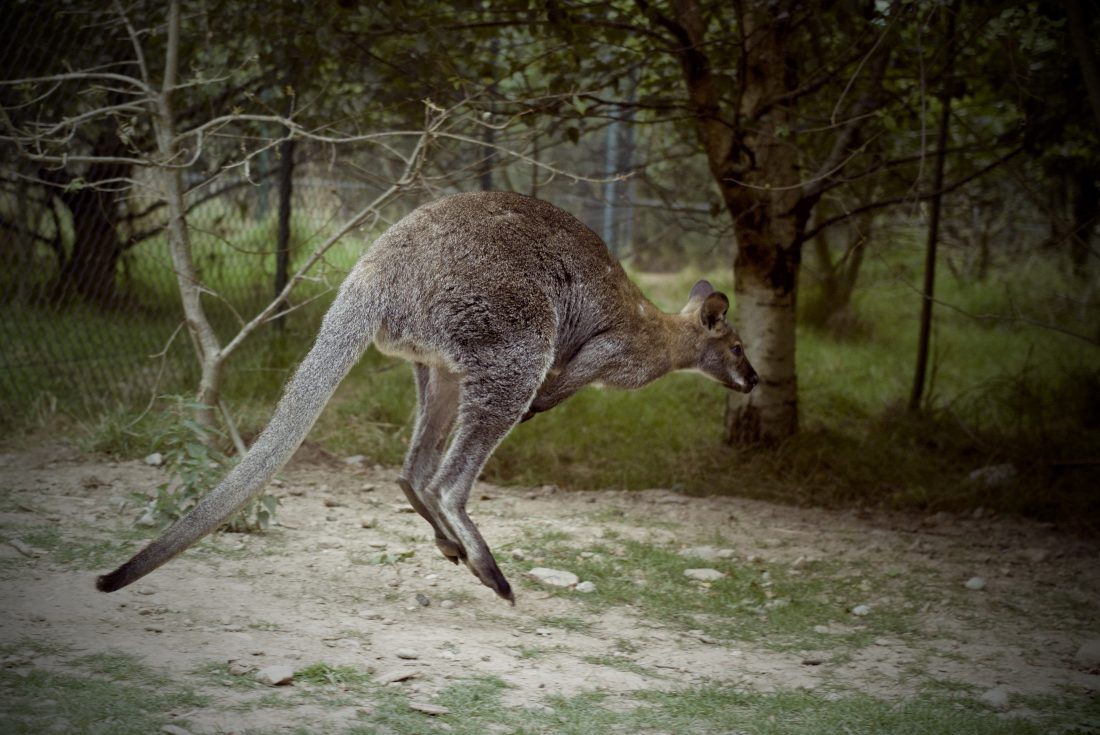 Free photo of Kangaroo Jumping