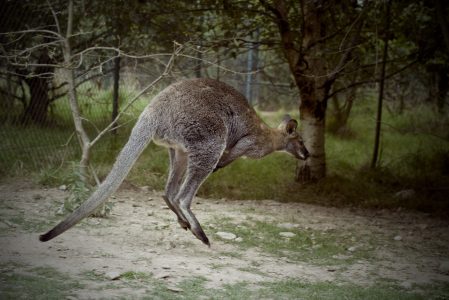 Kangaroo Jumping Free Stock Photo