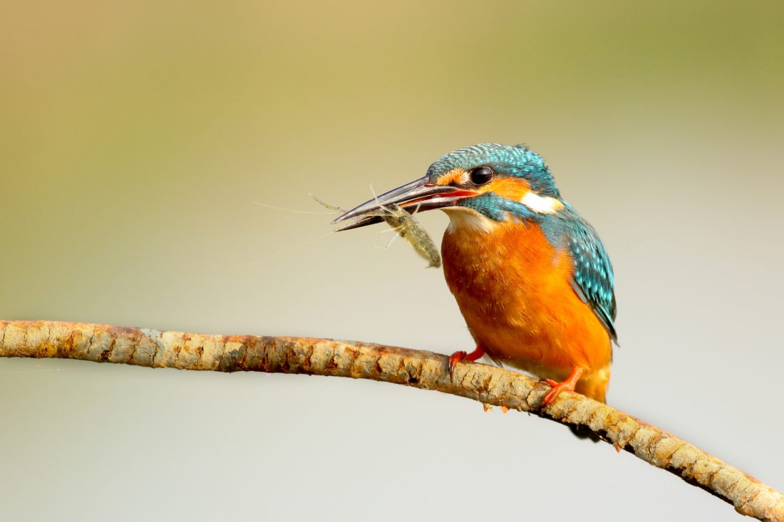 Free photo of Kingfisher Bird