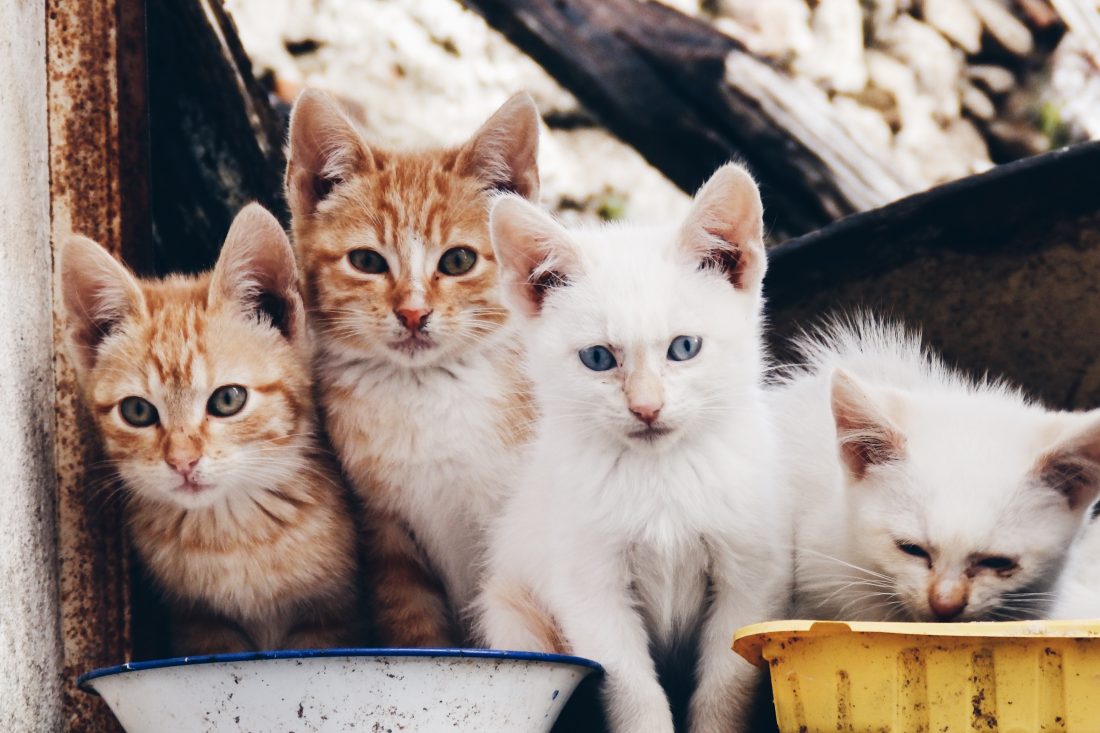 Free photo of Cat Kittens
