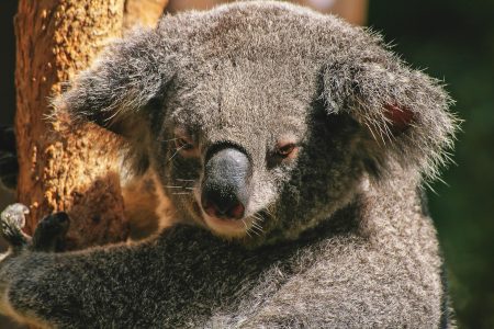 Koala Bear Free Stock Photo