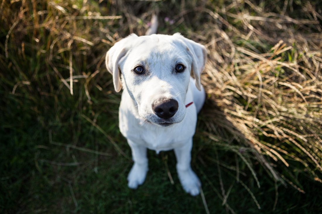 Free photo of Labrador Puppy