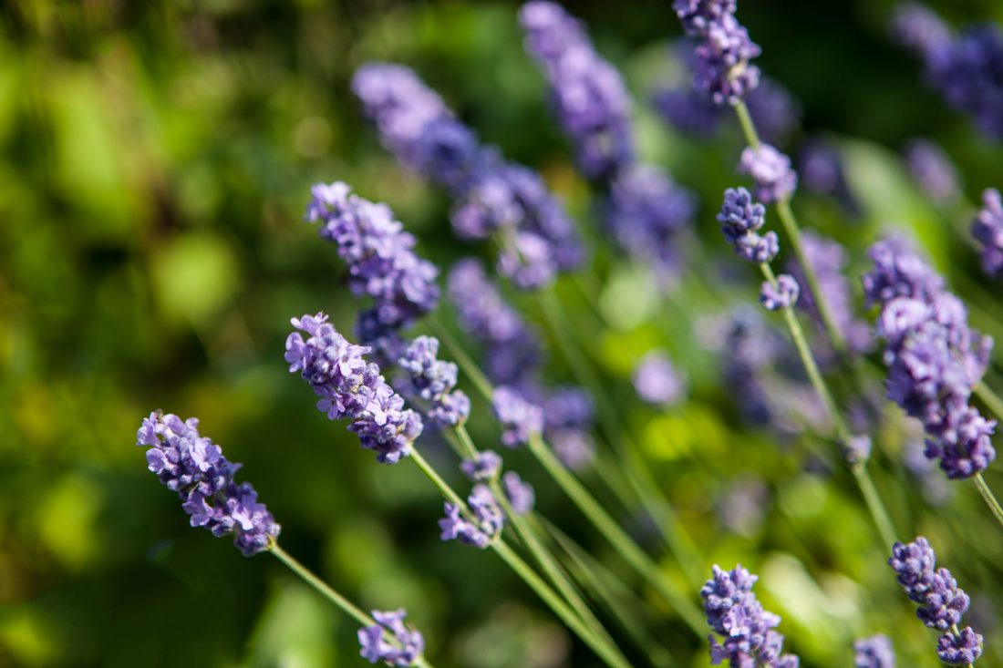 Free photo of Lavender Flowers