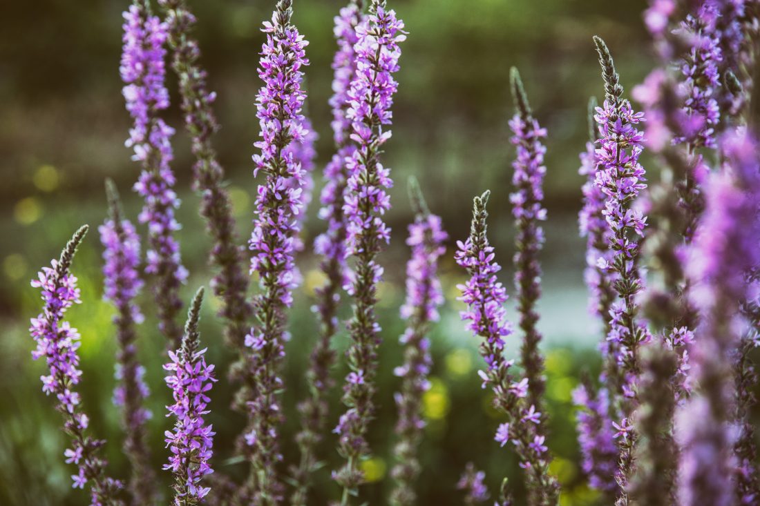 Free photo of Lavender Plant