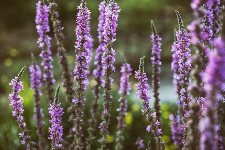 Lavender Plant Free Stock Photo