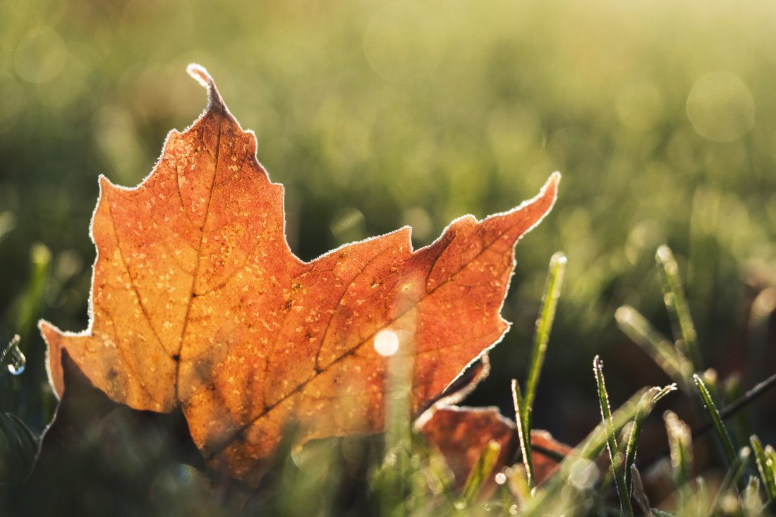 Free photo of Leaf in Autumn
