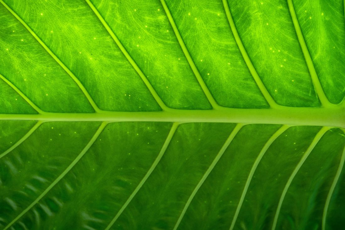 Free photo of Leaf Texture