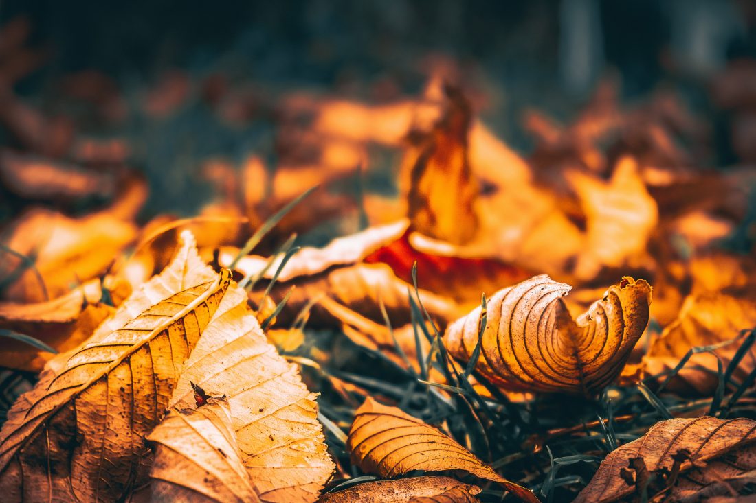 Free photo of Leaves in Fall