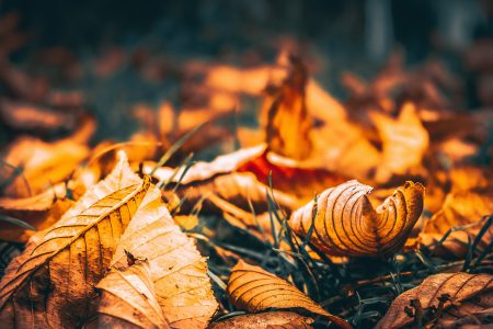 Leaves in Fall