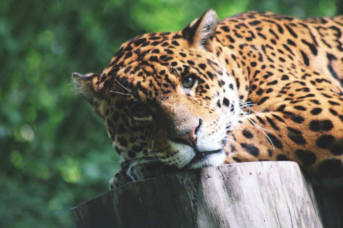 Free photo of Leopard Cat Closeup