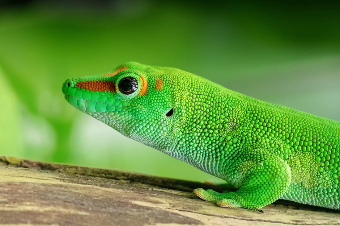 Free photo of Gecko Lizard