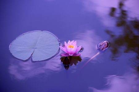 Lotus Lily Flower Free Stock Photo