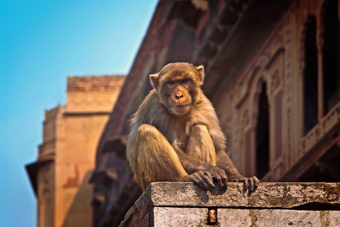 Free photo of Monkey in India