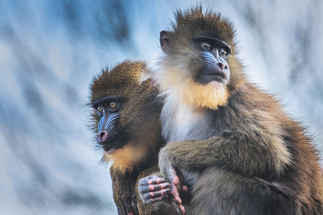 Free photo of Mandrill Monkeys