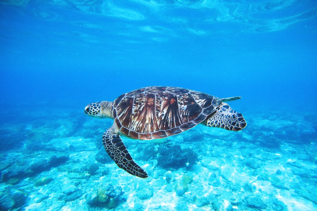 Free photo of Ocean Turtle
