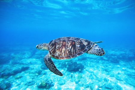 Ocean Turtle Free Stock Photo