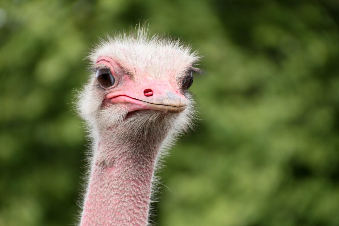 Free photo of Ostrich