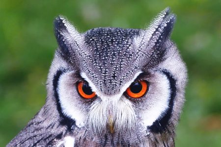 Owl Closeup Free Stock Photo