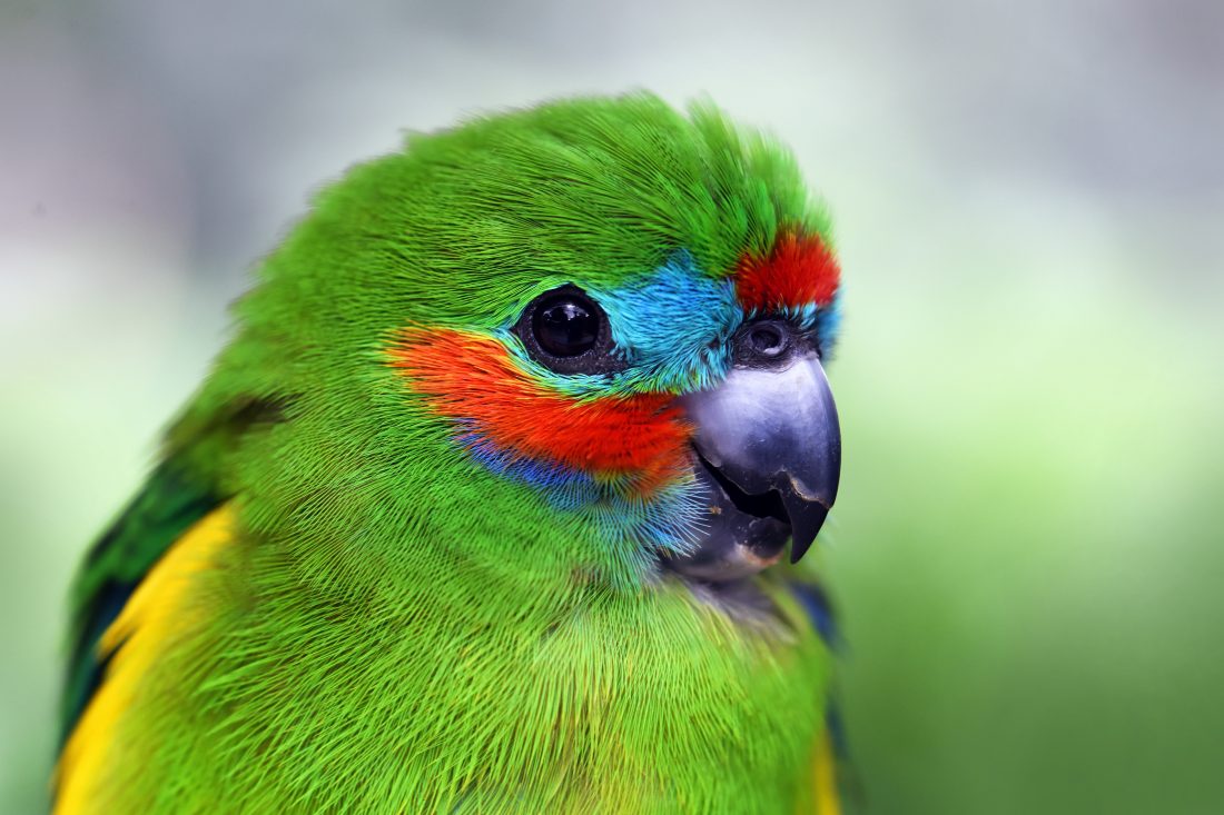 Free photo of Parrot
