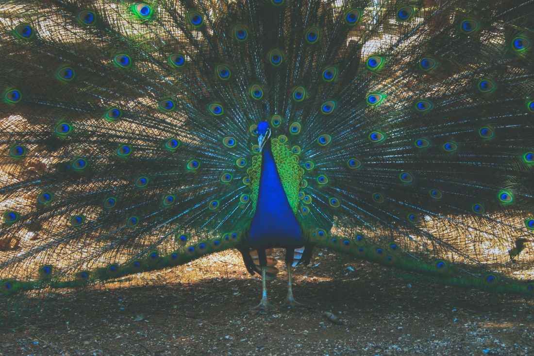 Free photo of Peacock Bird