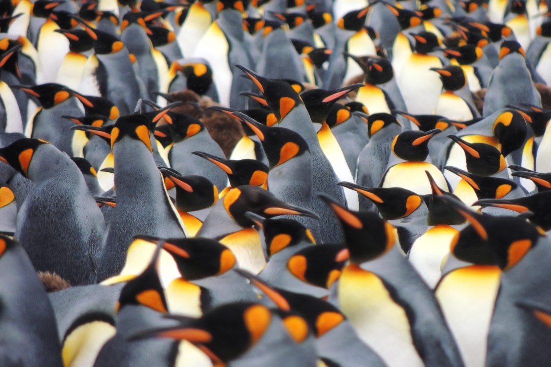 Free photo of Penguins