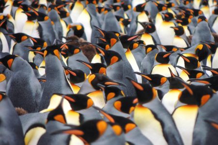 Penguins Free Stock Photo