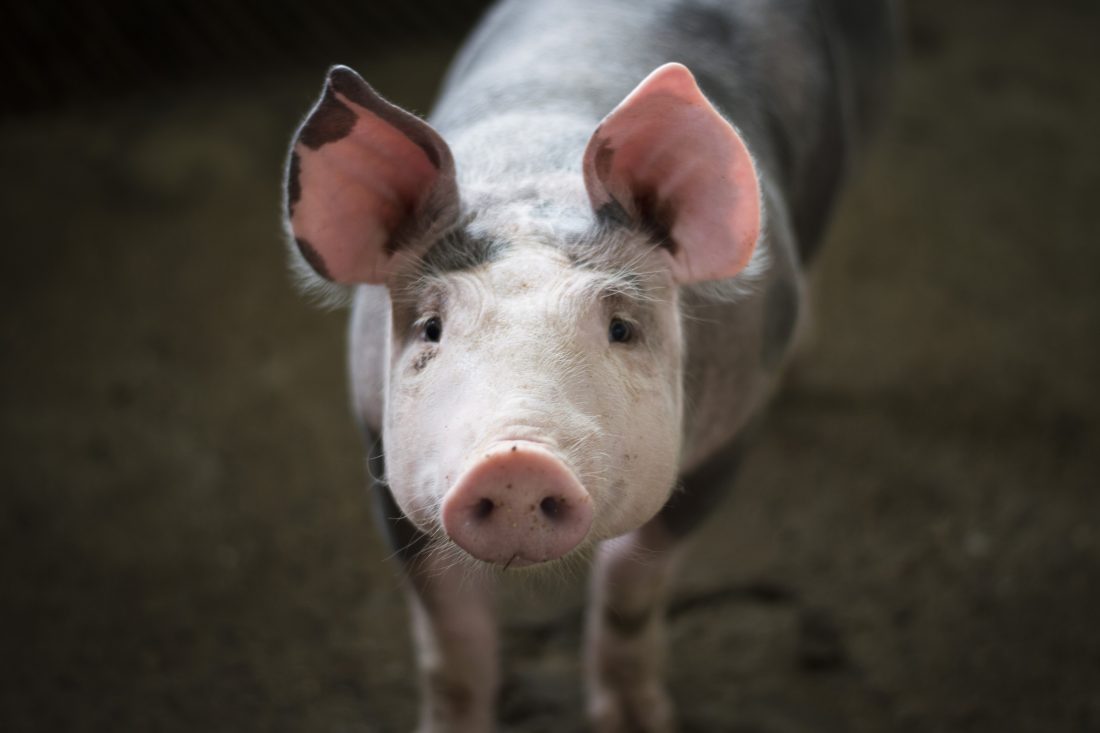 Free photo of Pigs on Farm