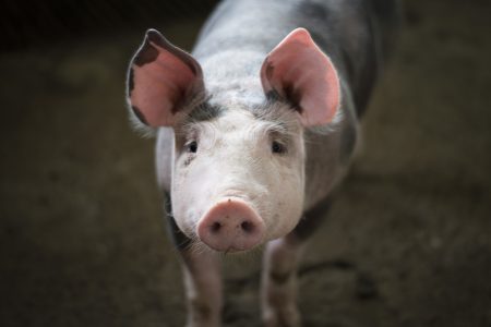 Pigs on Farm Free Stock Photo