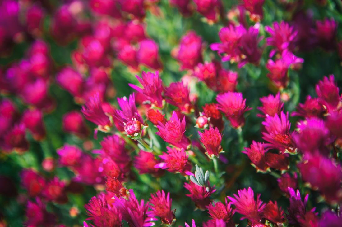 Free photo of Pink Flowers