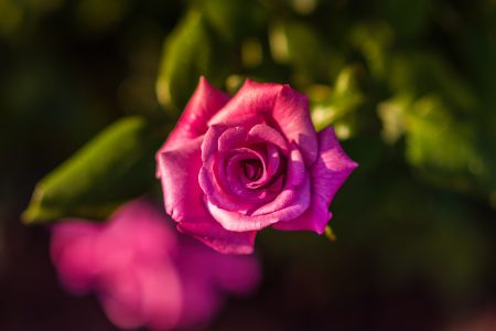 Pink Rose Flower Free Stock Photo