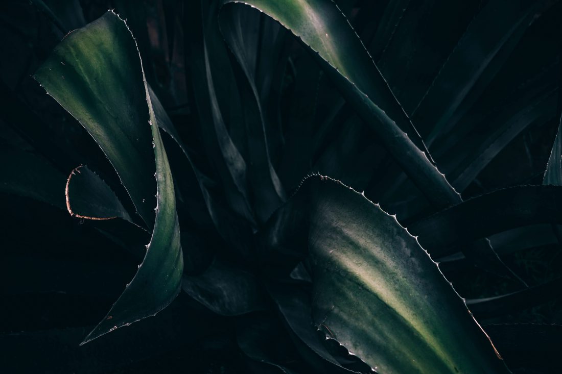 Free photo of Plant Details