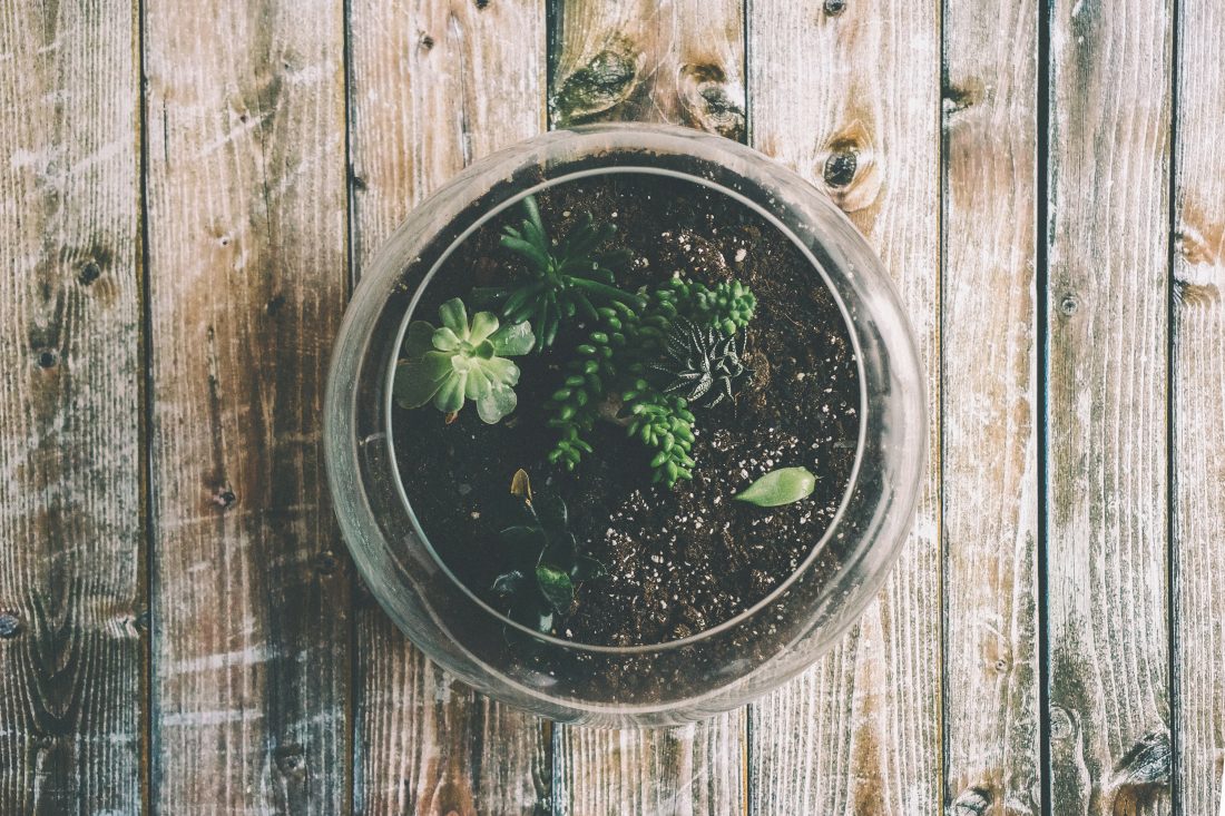 Free photo of Plant in Pot