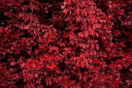Red Autumn Leaves Free Stock Photo