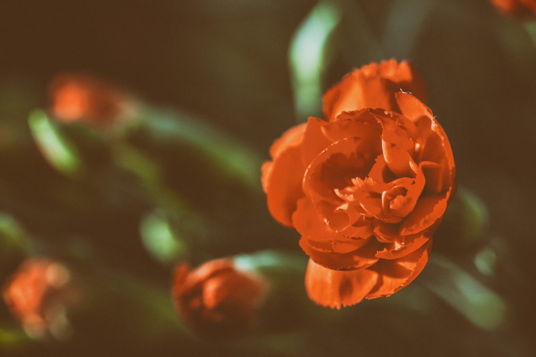 Free photo of Red Rose