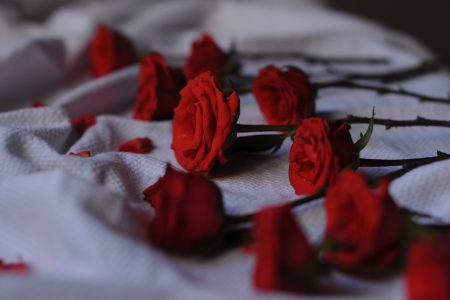 Red Roses Free Stock Photo