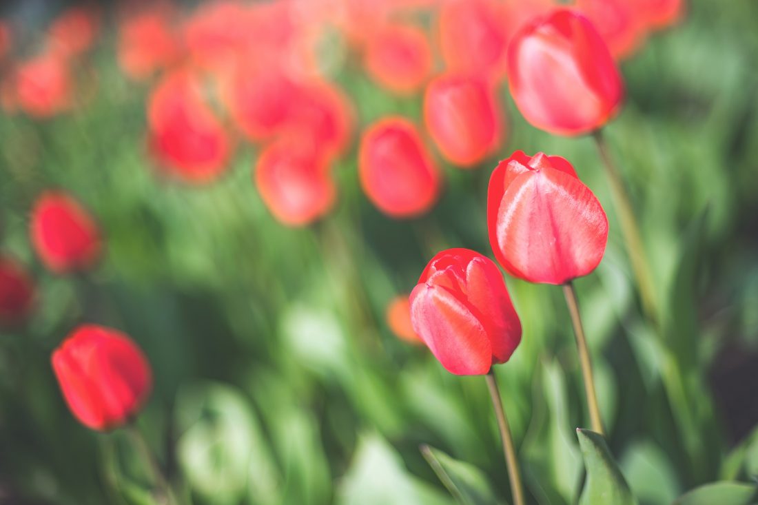 Free photo of Red Tulips