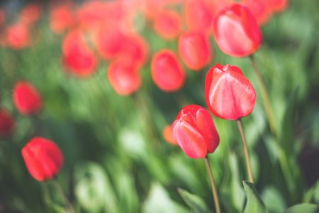 Red Tulips Free Stock Photo