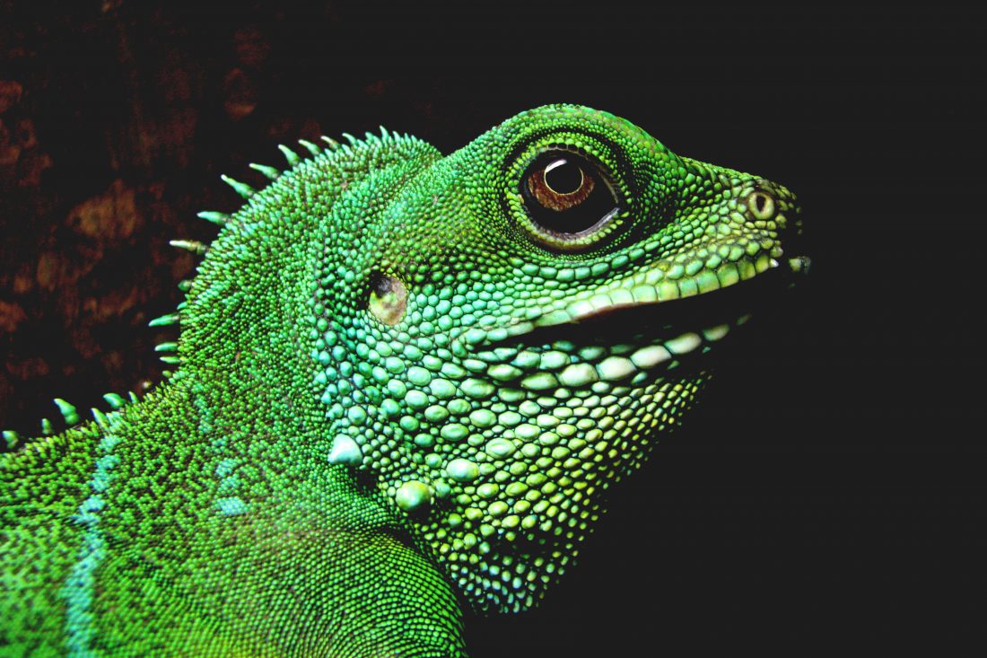 Free photo of Iguana Lizard