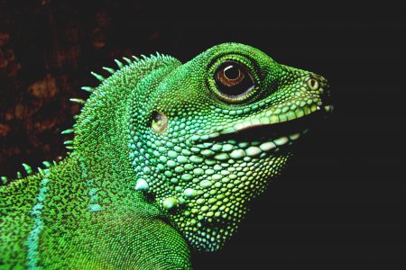 Iguana Lizard Free Stock Photo
