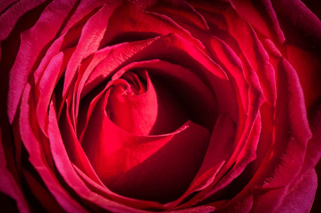 Free photo of Rose Flower Details
