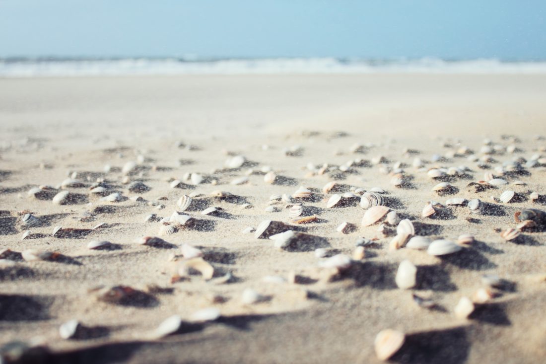 Free photo of Sea Shells On Beach