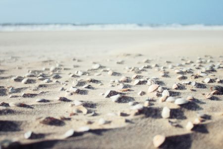 Sea Shells On Beach Free Stock Photo