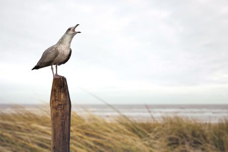 Seagull Bird Free Stock Photo