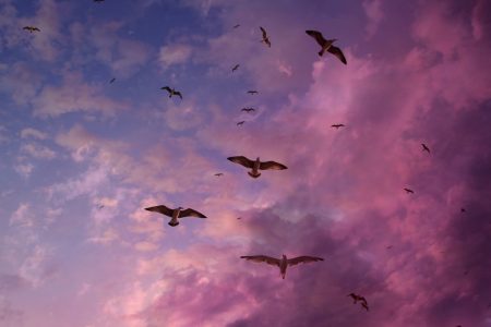 Seagulls in Purple Sky Free Stock Photo