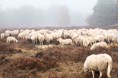 Sheep in Field Free Stock Photo