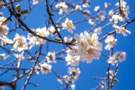 Almond Blossom Free Stock Photo