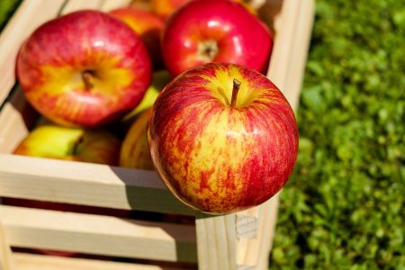 Harvest Apples Free Stock Photo