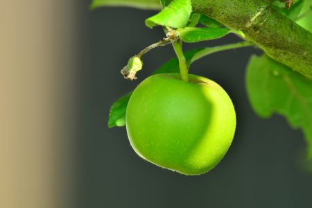 Green Apple in Tree Free Stock Photo