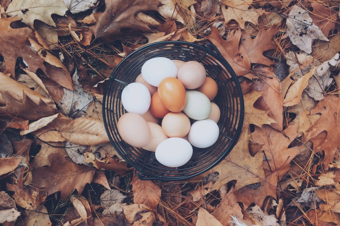 Free photo of Autumn Eggs