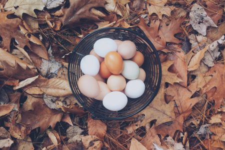 Autumn Eggs Free Stock Photo